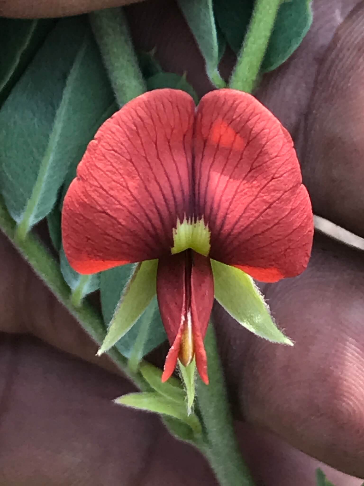 Brongniartia intermedia 